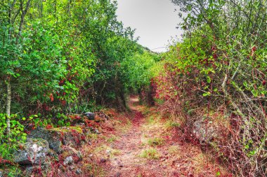 kırsal kesimde toprak yol