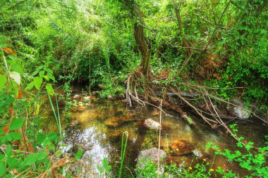 ormandaki küçük dere