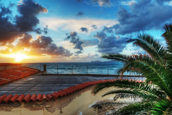 Palm en terras aan de zee bij zonsondergang — Stockfoto