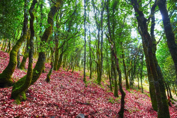 Drzewa zielone i czerwone listowie w Sardynii — Zdjęcie stockowe