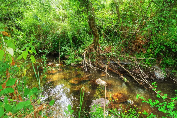 Kleine kreek in het forest — Stockfoto