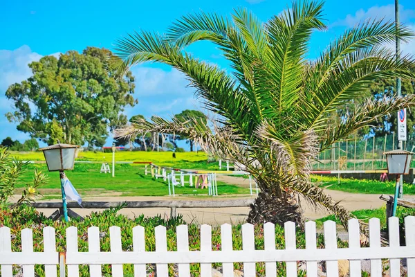 Palm and wooden fence by the sea in Sardinia — Stock Photo, Image