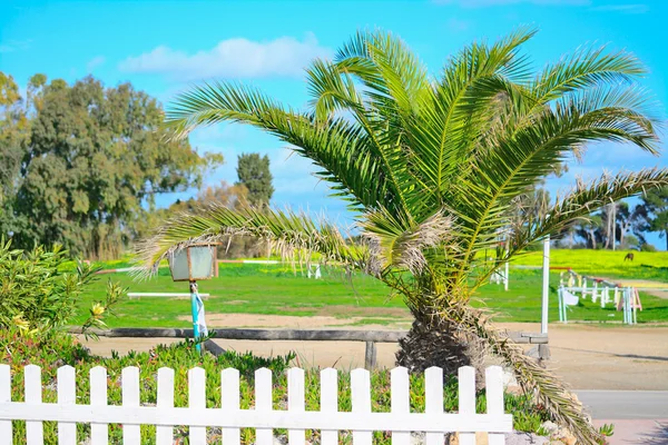 Palm and wooden fence by the sea — Stock Photo, Image