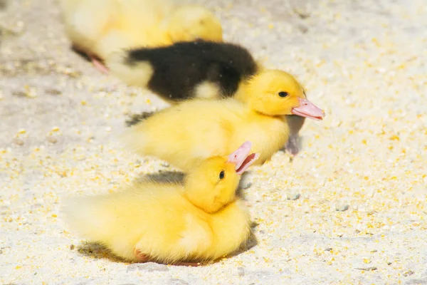 Two chicks on the ground — Stock Photo, Image