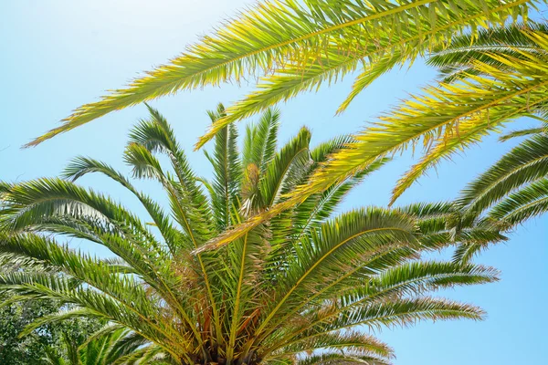 Palms on a clear day — Stock Photo, Image