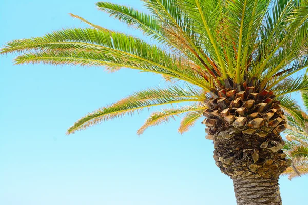 Palmera vista desde abajo — Foto de Stock