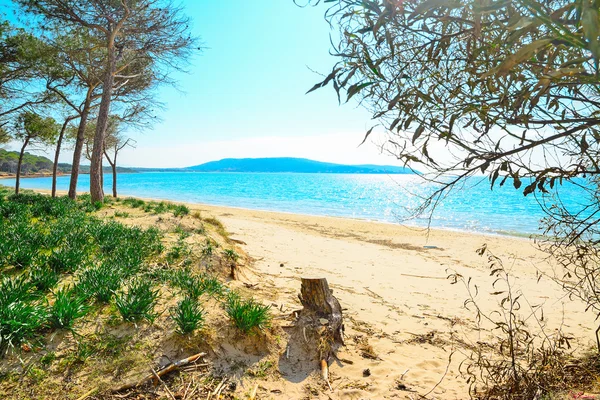 Bosque de pino Mugoni junto al mar — Foto de Stock