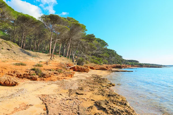Pine forest and rocky shore in Mugoni beach — Stock Photo, Image