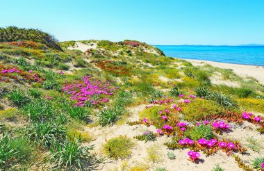 Platamona Beach pembe çiçekler
