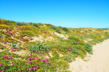 gökyüzü Platamona shore ilkbaharda temizleyin.