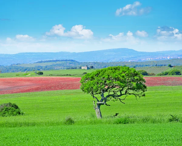 Árbol verde bajo un cielo azul —  Fotos de Stock