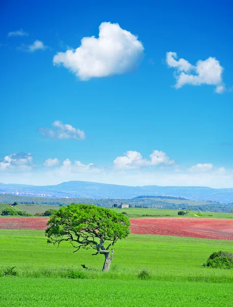 Árbol verde bajo un cielo azul —  Fotos de Stock