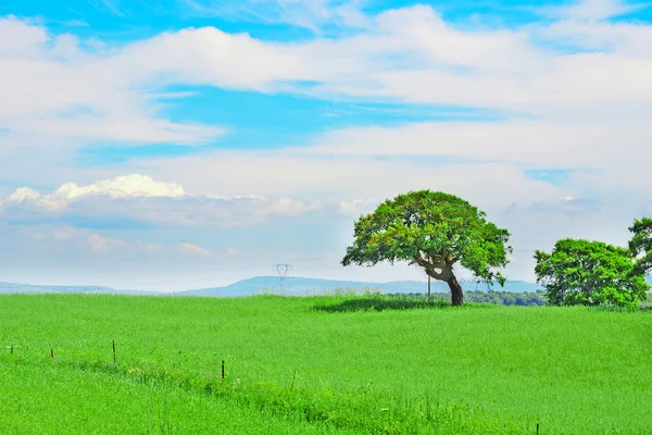 Roble en un campo verde — Foto de Stock