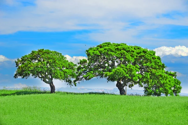 緑のフィールドでオークの木 — ストック写真