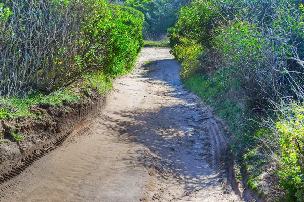 Caminho de terra no campo — Fotografia de Stock