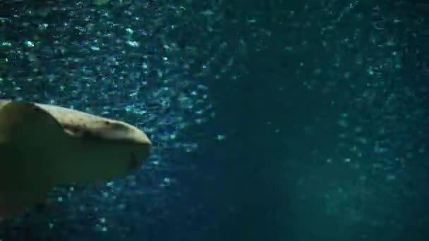 斑点的豹子鲨鱼 — 图库视频影像