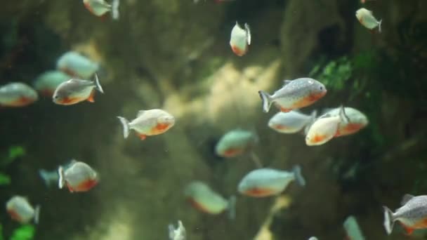 Kırmızı göğüslü Piranha shoal — Stok video