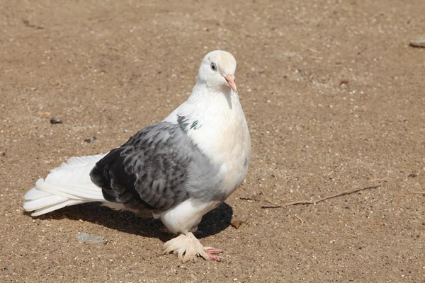 La paloma mensajera — Foto de Stock