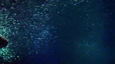 köpekbalığı güneş