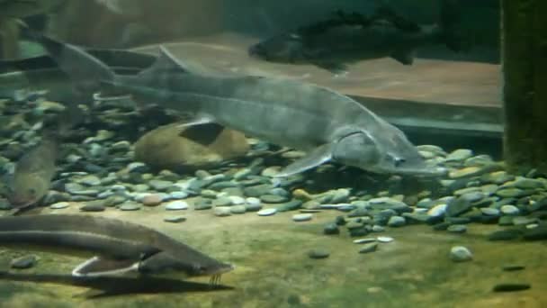 Esturión caspio en el acuario — Vídeo de stock