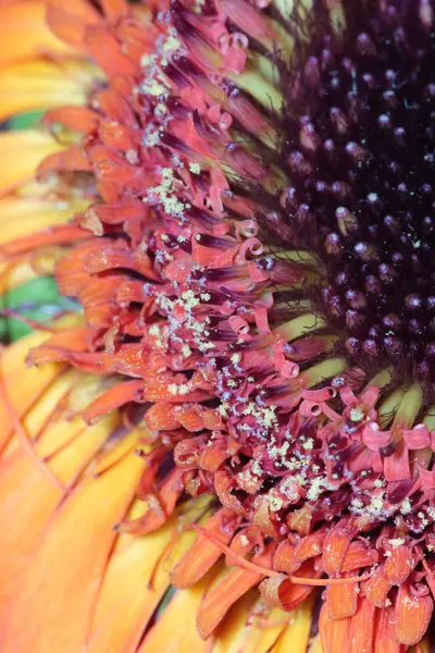 Pollen de fleur fond abstrait — Photo