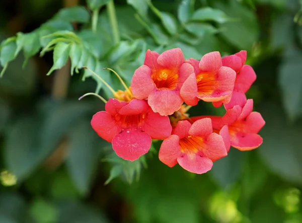 緑の花赤い鐘 — ストック写真