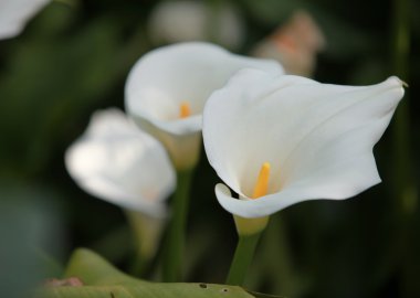 Calla beyaz çiçekler