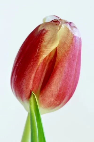 Rote Tulpe isoliert auf weiß — Stockfoto