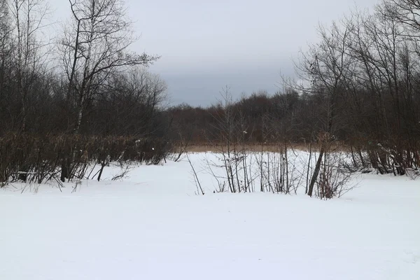 Pântano paisagem inverno — Fotografia de Stock