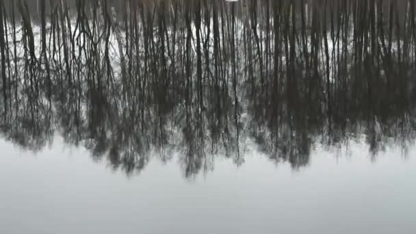 Arbres réflexion inversée — Video