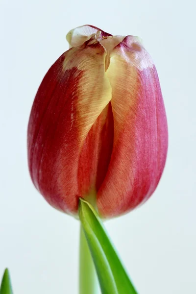 Uma flor de tulipa vermelha — Fotografia de Stock