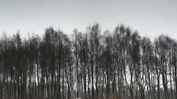 Bomen weerspiegeld in water — Stockvideo