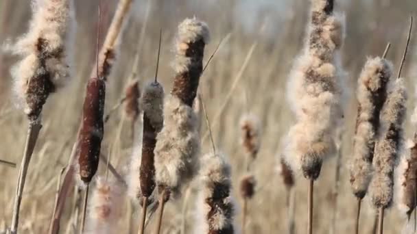 Seco Cattail closeup — Vídeo de Stock