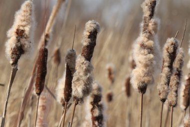 Kurutulmuş kedi closeup