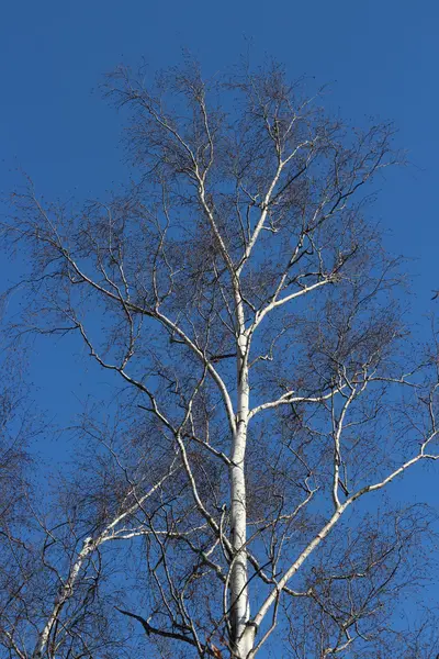 Σημύδα δέντρο χωρίς φύλλα την άνοιξη — Φωτογραφία Αρχείου
