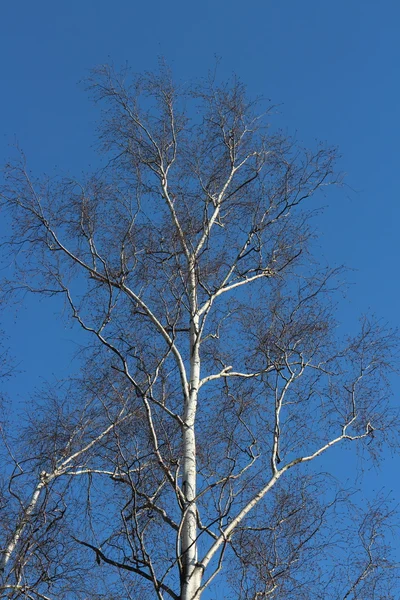 Berken boom zonder bladeren voorjaar — Stockfoto