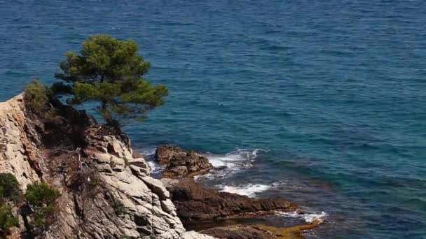 Baum an einem steilen Ufer des Ozeans — Stockvideo