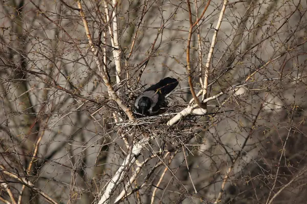 Cuervo sentado en un nido — Foto de Stock