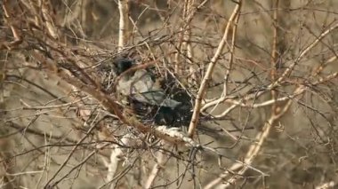 Bir yuvada oturan karga