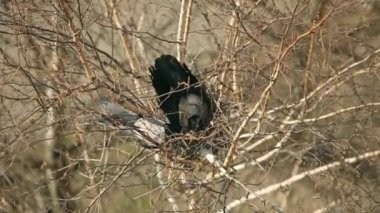 Yukarıdan kuzgun yuva görünümü