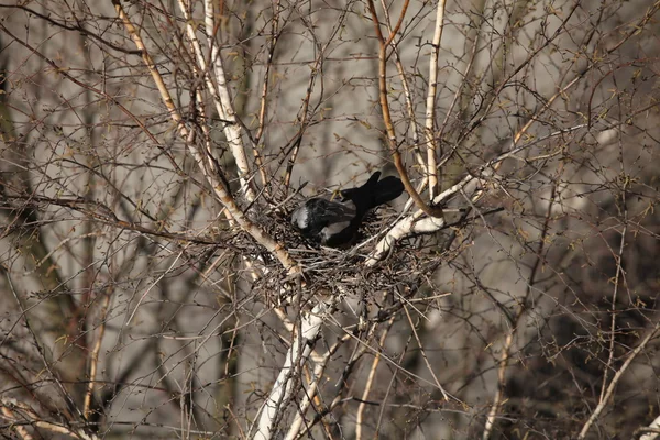 Leeres Vogelnest — Stockfoto