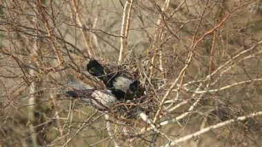 Crows nest ağacında