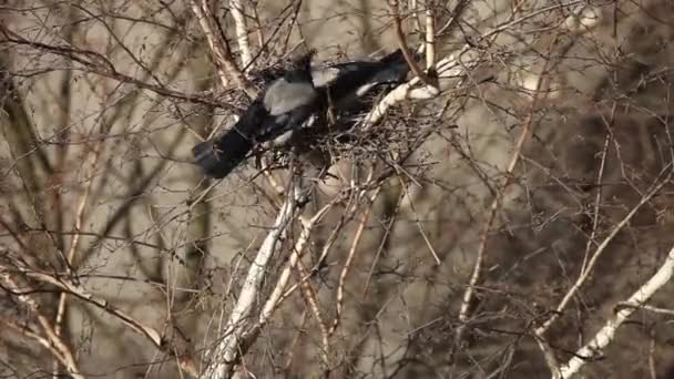 Un paio di corvi nidificano nell'albero — Video Stock