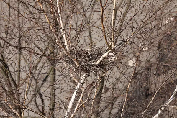 Lege vogel nest — Stockfoto