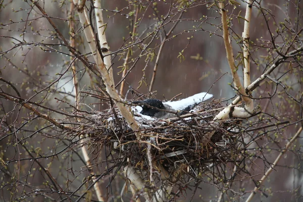 Corbeau dans la neige couverte du nid — Photo