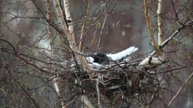 karga kaplı yuva karda 