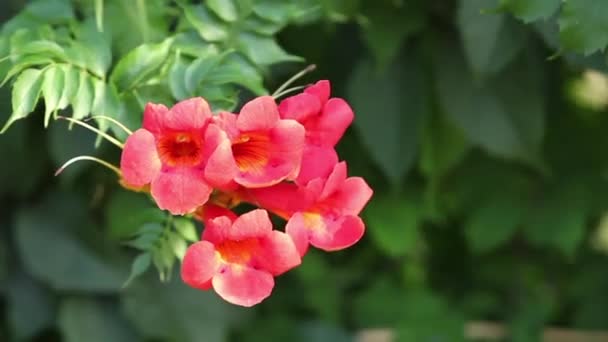 Flores rojas Weigela cerca de — Vídeo de stock