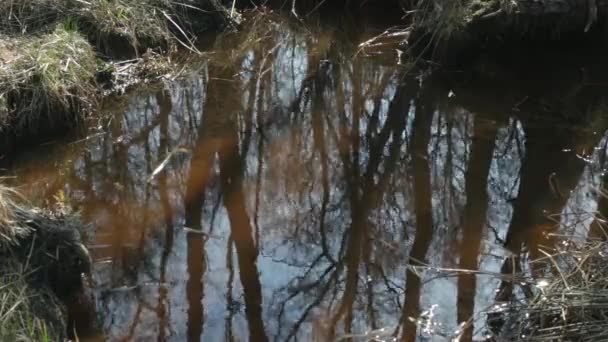 Árboles reflejados en el agua como si un espejo viviente — Vídeos de Stock