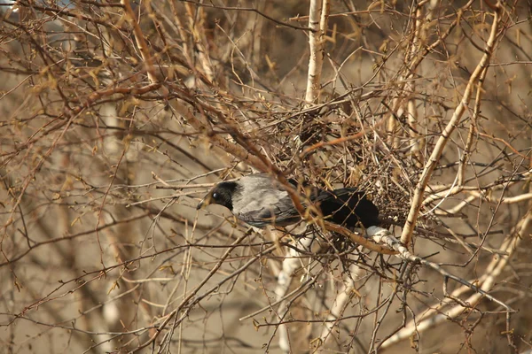 Krähe sitzt im Nest — Stockfoto