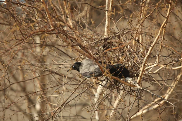 Bir yuvada oturan karga — Stok fotoğraf